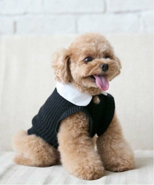 petit main / プティマイン ペットグッズ | 【リンク】【DOG】パールリボンつきニットタンク（黒）