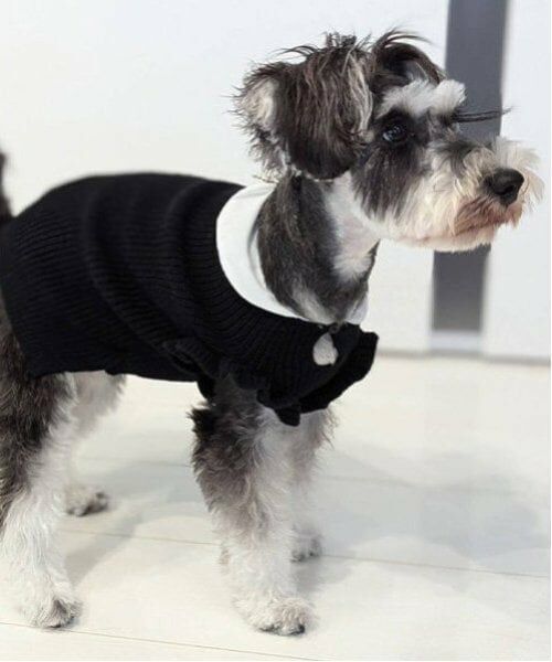 petit main / プティマイン ペットグッズ | 【リンク】【DOG】パールリボンつきニットタンク | 詳細11