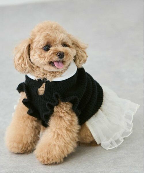 petit main / プティマイン ペットグッズ | 【リンク】【DOG】パールリボンつきニットタンク | 詳細6