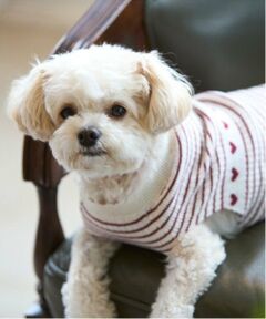 petit main / プティマイン ペットグッズ | 【リンク】【DOG】ハートリブニットタンク