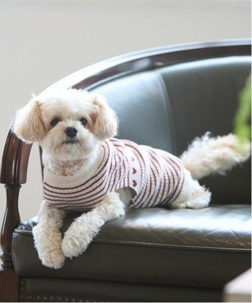 petit main / プティマイン ペットグッズ | 【リンク】【DOG】ハートリブニットタンク | 詳細1