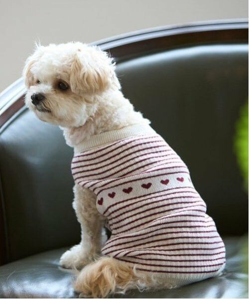 petit main / プティマイン ペットグッズ | 【リンク】【DOG】ハートリブニットタンク | 詳細2