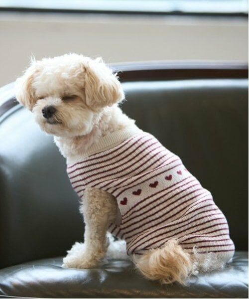 petit main / プティマイン ペットグッズ | 【リンク】【DOG】ハートリブニットタンク | 詳細3