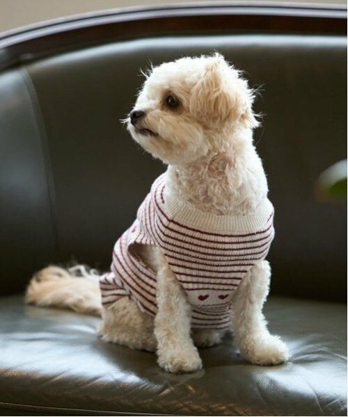 petit main / プティマイン ペットグッズ | 【リンク】【DOG】ハートリブニットタンク | 詳細4