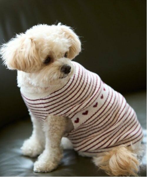 petit main / プティマイン ペットグッズ | 【リンク】【DOG】ハートリブニットタンク | 詳細5