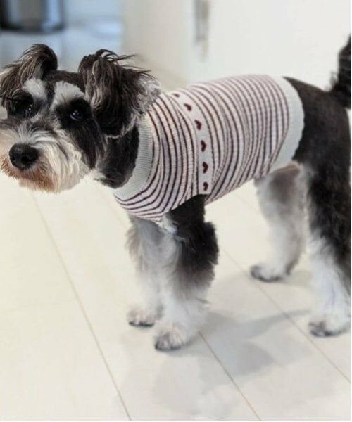 petit main / プティマイン ペットグッズ | 【リンク】【DOG】ハートリブニットタンク | 詳細6