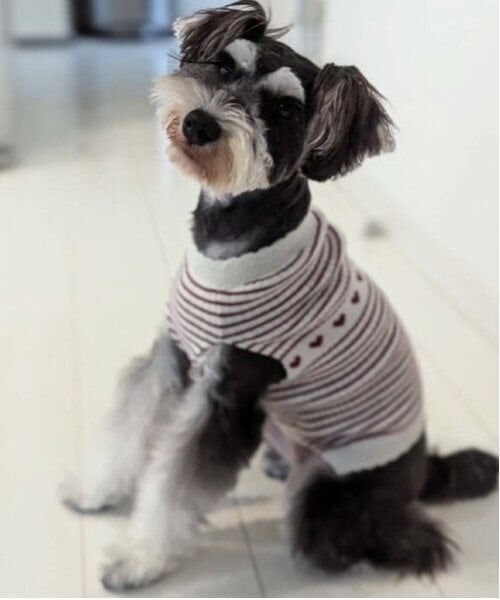 petit main / プティマイン ペットグッズ | 【リンク】【DOG】ハートリブニットタンク | 詳細7