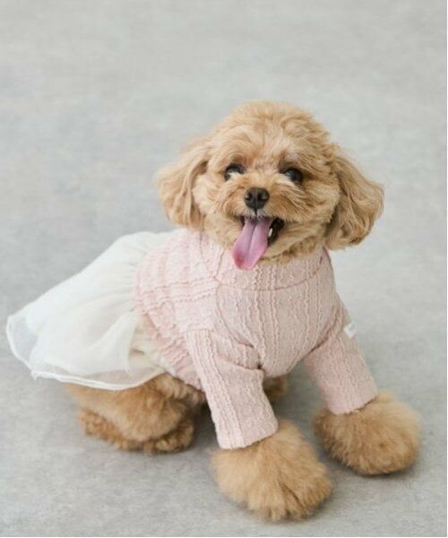 petit main / プティマイン ペットグッズ | 【DOG】チュールスカートドッキングワンピ | 詳細21