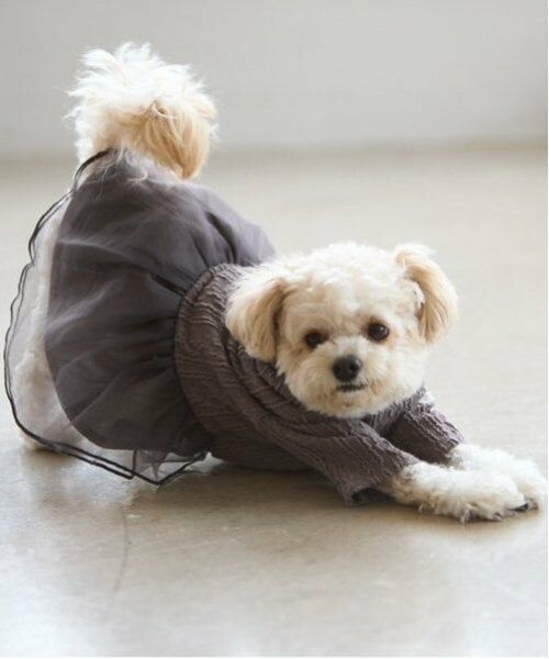 petit main / プティマイン ペットグッズ | 【DOG】チュールスカートドッキングワンピ | 詳細26