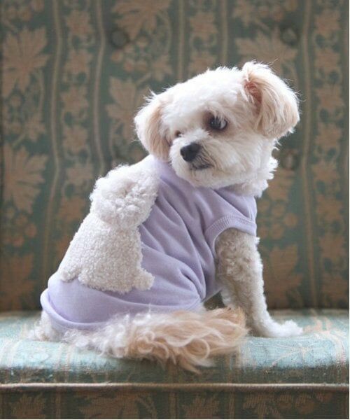 petit main / プティマイン ペットグッズ | 【DOG】ふわふわプードルタンク（ラベンダー）