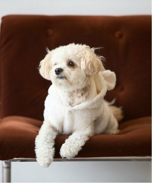 petit main / プティマイン ペットグッズ | 【DOG】アニマルなりきりボアベスト | 詳細21