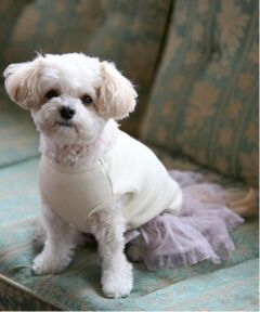 petit main / プティマイン ペットグッズ | 【DOG】チュールスカート