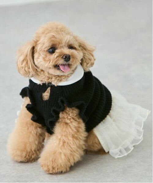 petit main / プティマイン ペットグッズ | 【DOG】チュールスカート | 詳細19