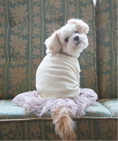 petit main / プティマイン ペットグッズ | 【DOG】チュールスカート | 詳細23