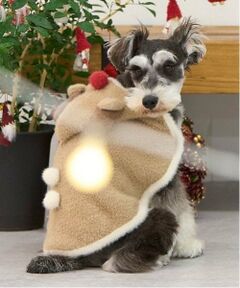 petit main / プティマイン ペットグッズ | 【DOG】クリスマスポンチョ