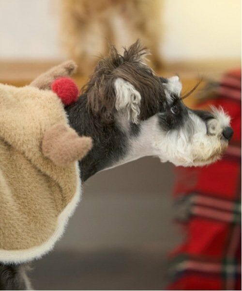 petit main / プティマイン ペットグッズ | 【DOG】クリスマスポンチョ | 詳細6