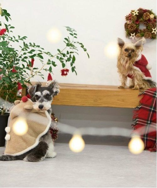 petit main / プティマイン ペットグッズ | 【DOG】クリスマスポンチョ | 詳細7