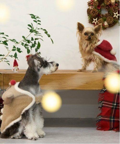 petit main / プティマイン ペットグッズ | 【DOG】クリスマスポンチョ | 詳細8