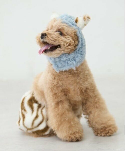 petit main / プティマイン ペットグッズ | 【DOG】（節分）鬼なりきりパンツ | 詳細3