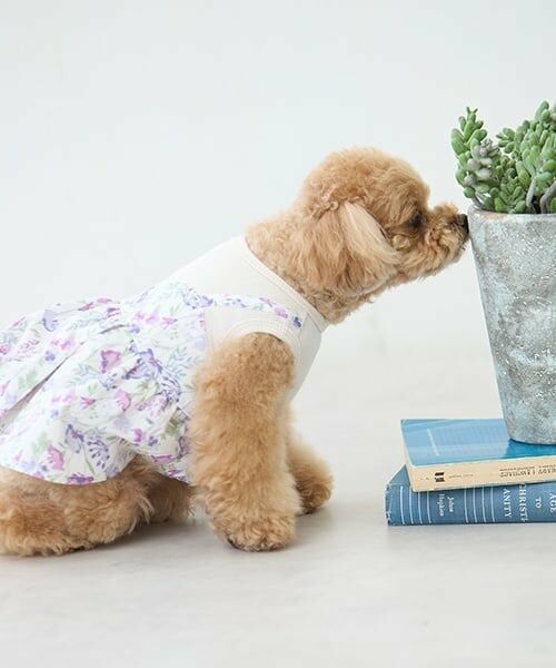 petit main / プティマイン ペットグッズ | 【リンク】【DOG】花柄ドッキングワンピ | 詳細2