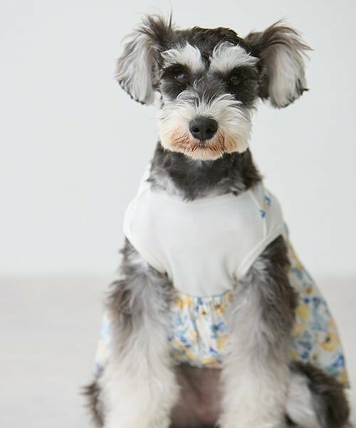 petit main / プティマイン ペットグッズ | 【リンク】【DOG】花柄ドッキングワンピ | 詳細5