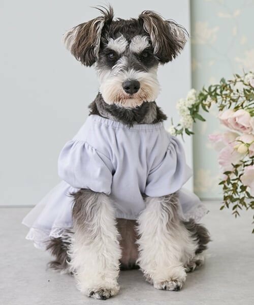 petit main / プティマイン ペットグッズ | 【リンク】【DOG】シアードッキングワンピ | 詳細2