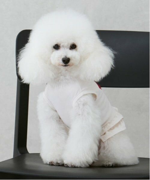 petit main / プティマイン ペットグッズ | 【リンク】【DOG】【水陸】フリルタンク | 詳細6