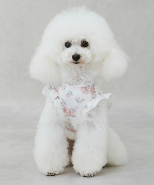 petit main / プティマイン ハンカチ | 【DOG】【SWIM】肩フリル柄タンク（ライト ピンク）