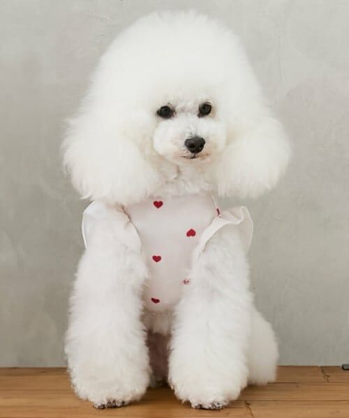 petit main / プティマイン ハンカチ | 【DOG】【SWIM】肩フリル柄タンク（薄ベージュ）