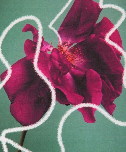 TOMORROWLAND / トゥモローランド Tシャツ | 【別注】 LISA KING ROSETTA ハーフスリーブプルオーバー | 詳細9