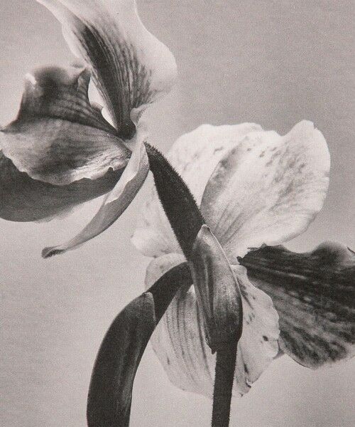 TOMORROWLAND / トゥモローランド Tシャツ | 【別注】LISA KING JAGGER ハーフスリーブプルオーバー | 詳細9