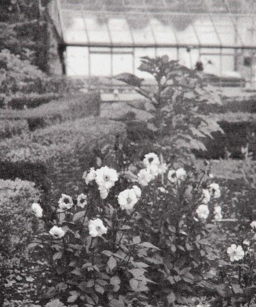 TOMORROWLAND / トゥモローランド Tシャツ | 【別注】LISA KING GREENHOUSE ハーフスリーブプルオーバー | 詳細9