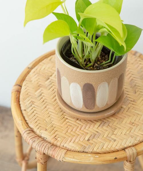 URBAN RESEARCH DOORS / アーバンリサーチ ドアーズ その他雑貨 | FARM　デシレ 11C | 詳細3