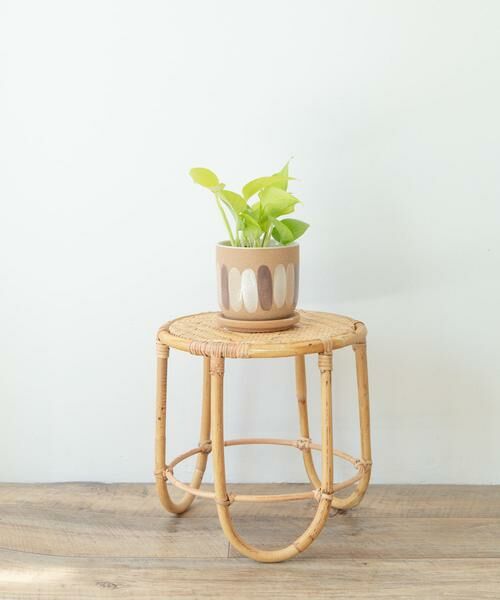 URBAN RESEARCH DOORS / アーバンリサーチ ドアーズ その他雑貨 | FARM　デシレ 11C | 詳細4