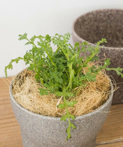 URBAN RESEARCH DOORS / アーバンリサーチ ドアーズ その他雑貨 | FARM　ココナッツファイバー 50g | 詳細1