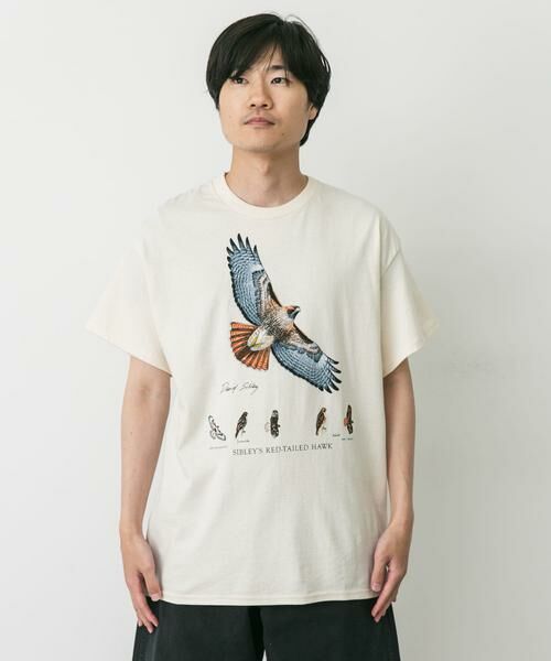 URBAN RESEARCH DOORS / アーバンリサーチ ドアーズ Tシャツ | LIBERTY GRAPHICS　Sibleys Red-tailed Hawk | 詳細2