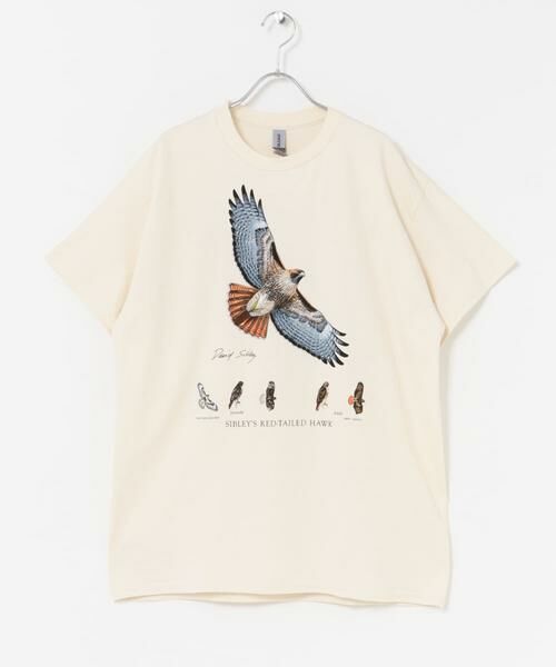 URBAN RESEARCH DOORS / アーバンリサーチ ドアーズ Tシャツ | LIBERTY GRAPHICS　Sibleys Red-tailed Hawk | 詳細5