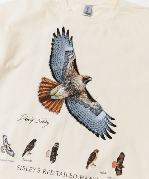 URBAN RESEARCH DOORS / アーバンリサーチ ドアーズ Tシャツ | LIBERTY GRAPHICS　Sibleys Red-tailed Hawk | 詳細6