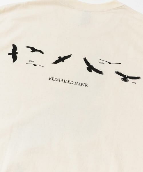 URBAN RESEARCH DOORS / アーバンリサーチ ドアーズ Tシャツ | LIBERTY GRAPHICS　Sibleys Red-tailed Hawk | 詳細8