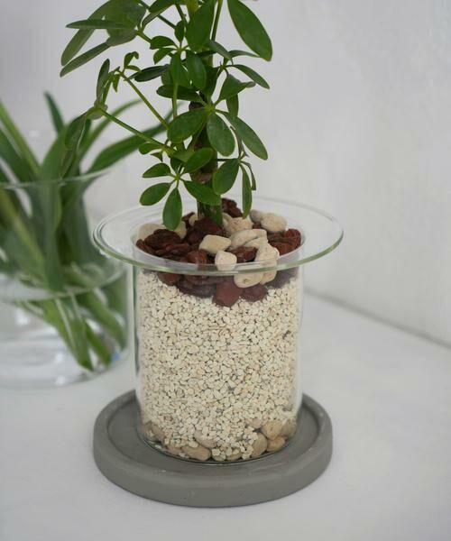 URBAN RESEARCH DOORS / アーバンリサーチ ドアーズ その他雑貨 | AXCIS　PINO ガラスプランター クリア | 詳細10