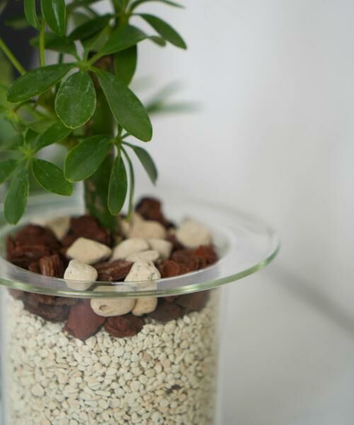 URBAN RESEARCH DOORS / アーバンリサーチ ドアーズ その他雑貨 | AXCIS　PINO ガラスプランター クリア | 詳細11