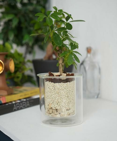 URBAN RESEARCH DOORS / アーバンリサーチ ドアーズ その他雑貨 | AXCIS　PINO ガラスプランター クリア | 詳細9