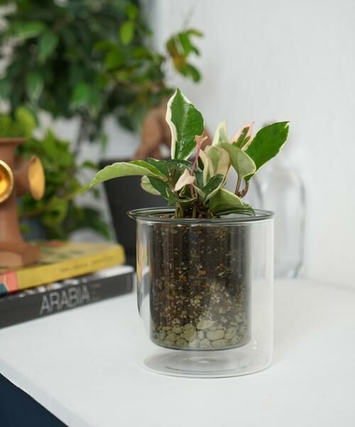 URBAN RESEARCH DOORS / アーバンリサーチ ドアーズ その他雑貨 | AXCIS　PINO ガラスプランター グレー | 詳細7