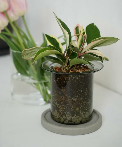 URBAN RESEARCH DOORS / アーバンリサーチ ドアーズ その他雑貨 | AXCIS　PINO ガラスプランター グレー | 詳細9