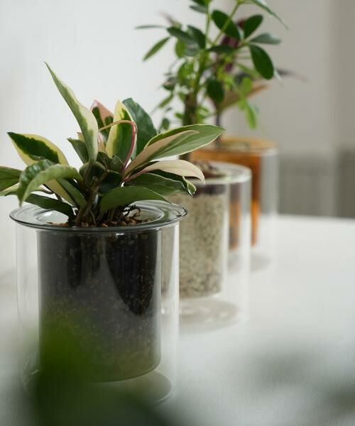 URBAN RESEARCH DOORS / アーバンリサーチ ドアーズ その他雑貨 | AXCIS　PINO ガラスプランター アンバー | 詳細9