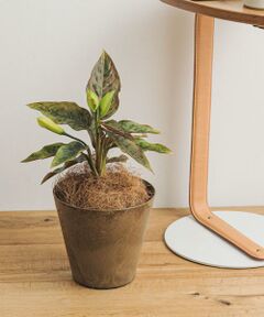 URBAN RESEARCH DOORS / アーバンリサーチ ドアーズ その他雑貨 | amabro　ART STONE SS BR