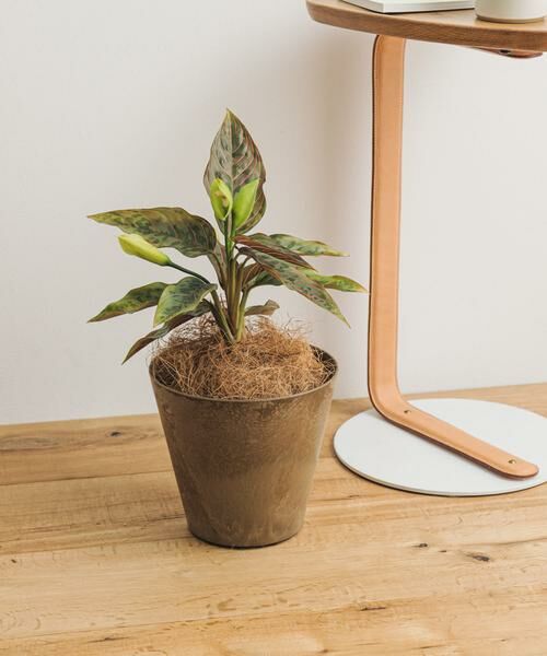 URBAN RESEARCH DOORS / アーバンリサーチ ドアーズ その他雑貨 | amabro　ART STONE SS BR | 詳細1