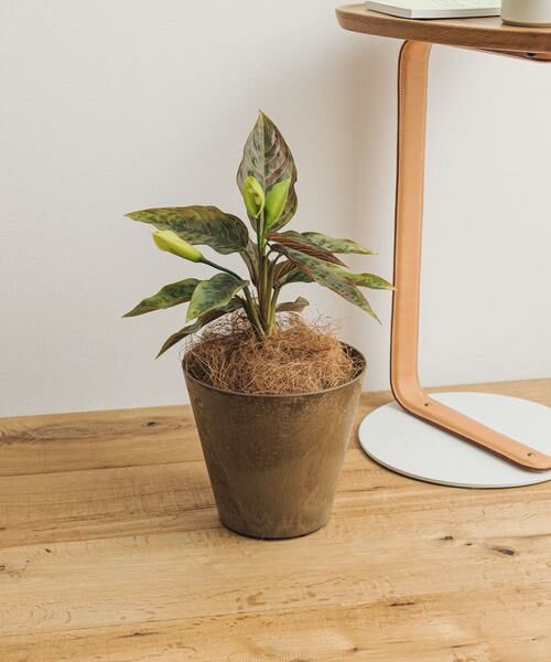 URBAN RESEARCH DOORS / アーバンリサーチ ドアーズ その他雑貨 | amabro　ART STONE SS BR | 詳細2