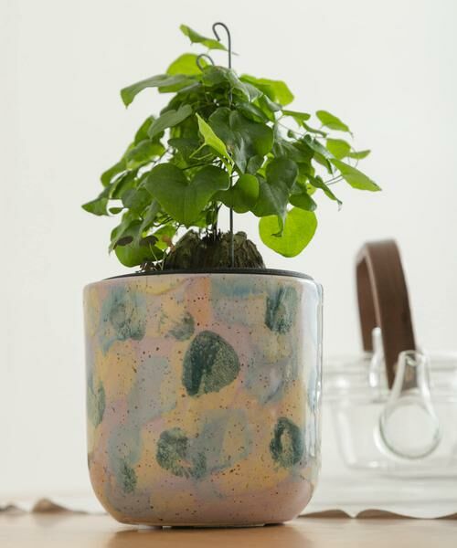 URBAN RESEARCH DOORS / アーバンリサーチ ドアーズ その他雑貨 | Inter Plants Net　パレット 10.5 | 詳細8