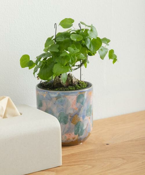 URBAN RESEARCH DOORS / アーバンリサーチ ドアーズ その他雑貨 | Inter Plants Net　パレット 10.5 | 詳細16